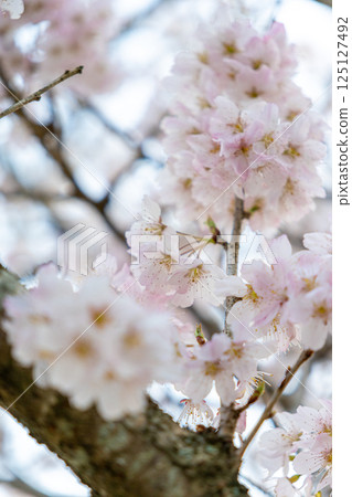 Cherry blossoms herald the arrival of spring 125127492