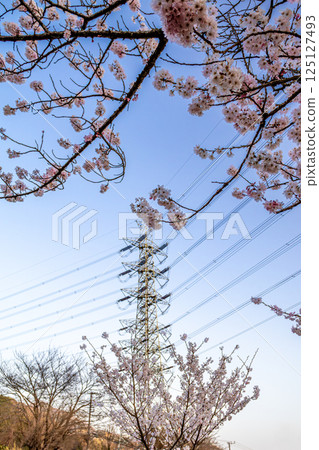 Cherry blossoms in full bloom and a steel tower against the blue sky 125127493