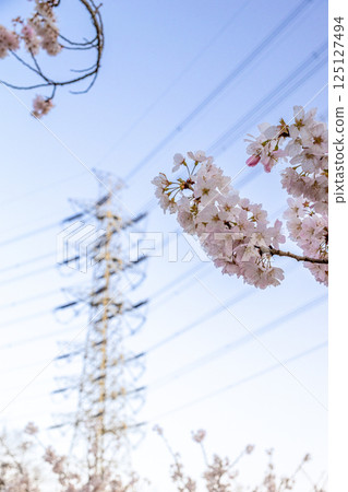 Sakura that shines in the blue sky 125127494