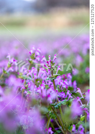 Hotokenoza blooming in the field of spring Hotokenoza blooming in the field of spring 125127520
