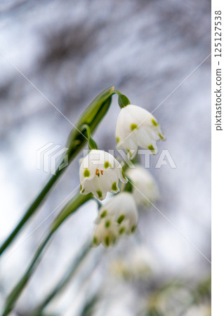 Vanilla white flowers Vanilla white flowers 125127538