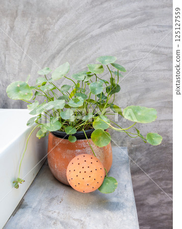 Centella Asiatica in Terracotta Pot - Decorative Indoor Plant. 125127559