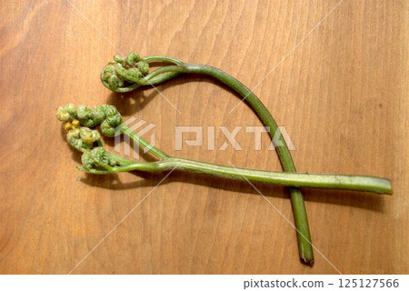 新鮮野菜、蕨菜 125127566
