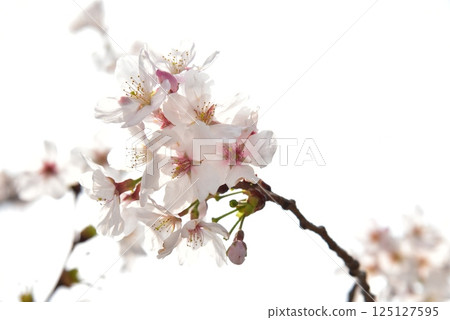 Cherry Blossoms Cherry Blossoms 125127595