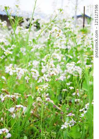 White radish flowers blooming in the countryside White radish flowers blooming in the countryside 125127596