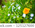 Orange escorchia and blue nemophila 125127600