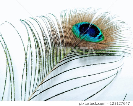 A picture of peacock feather on white background A picture of peacock feather on white background 125127647