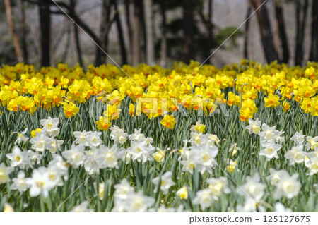 早春水仙花 早春水仙花 125127675