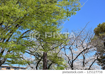 Cherry blossom trees along the Nigaryo Canal 125127738