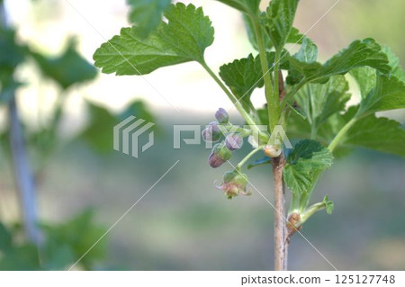 Blackcurrant flowers blooming in spring Blackcurrant flowers blooming in spring 125127748