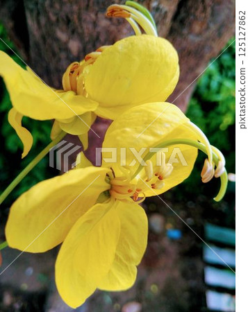 A picture of yellow flower with selective focus A picture of yellow flower with selective focus 125127862