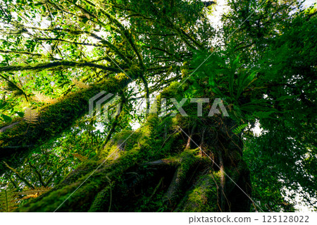 Green moss covered forest trees in sunlight capturing carbon dioxide naturally. Sustainable woodland ecosystem concept for climate change solution and environmental conservation. Earth day theme. 125128022
