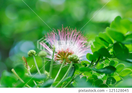 Rain tree or Samanea saman, LEGUMINOSAE MIMOSOIDEAE and flower Rain tree or Samanea saman, LEGUMINOSAE MIMOSOIDEAE and flower 125128045