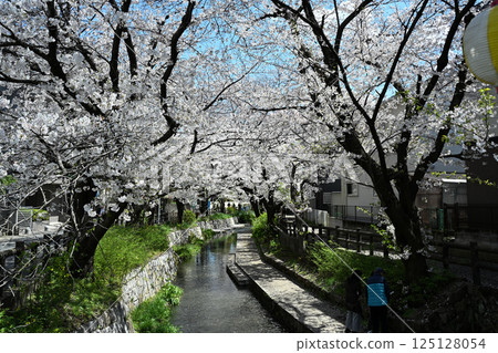 二戸運河沿岸的櫻花樹 125128054