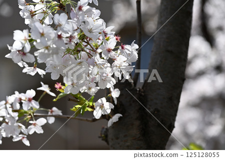 二戸運河沿岸的櫻花樹 二戸運河沿岸的櫻花樹 125128055