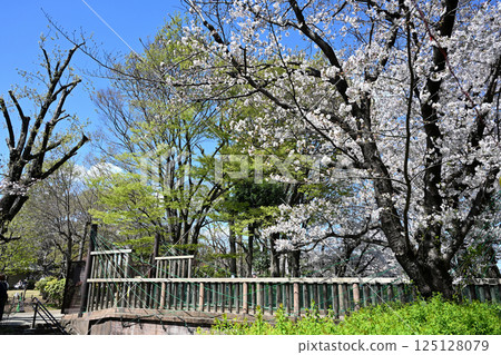 Cherry blossom trees along the Nigaryo Canal Cherry blossom trees along the Nigaryo Canal 125128079