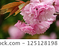 大型重瓣櫻花 125128198