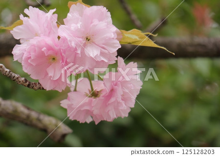 大型重瓣櫻花 125128203