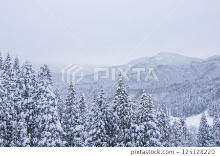 Landscape of snow-covered trees, Mt.Hyono, Tottori Prefecture Landscape of snow-covered trees, Mt.Hyono, Tottori Prefecture 125128220