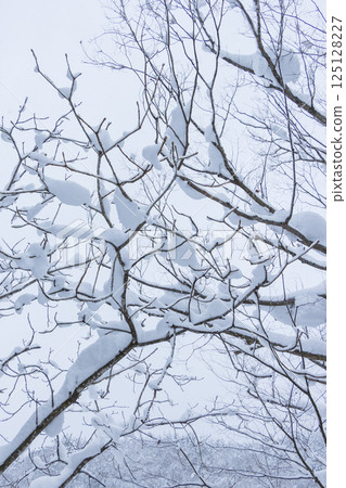 Landscape of snow-covered trees, Mt.Hyono, Tottori Prefecture 125128227