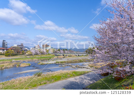 Spring in Kyoto: Cherry blossoms in full bloom and the Kamogawa Delta area 125128339