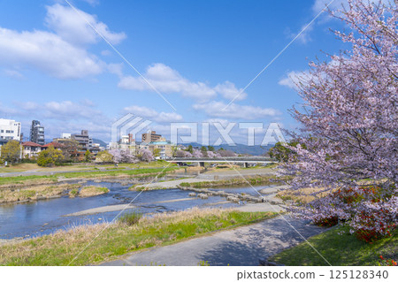 Spring in Kyoto: Cherry blossoms in full bloom and the Kamogawa Delta area 125128340