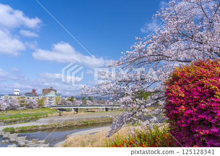 Spring in Kyoto: Cherry blossoms in full bloom and the Kamogawa Delta area Spring in Kyoto: Cherry blossoms in full bloom and the Kamogawa Delta area 125128341