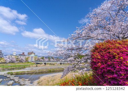 Spring in Kyoto: Cherry blossoms in full bloom and the Kamogawa Delta area 125128342