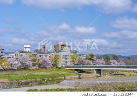 京都之春：櫻花盛開，鴨川三角洲地區 125128344