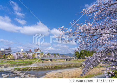京都之春：櫻花盛開，鴨川三角洲地區 125128347