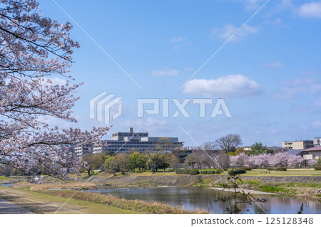 京都的春天：盛開的櫻花和鴨川、出町柳到神宮丸太町 125128348