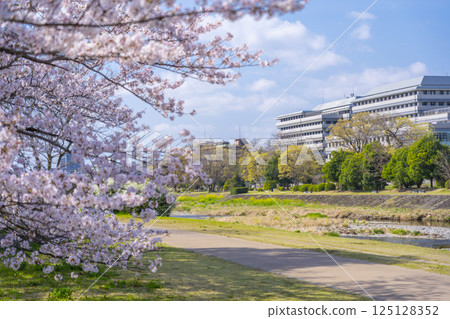 京都的春天：盛開的櫻花和鴨川、出町柳到神宮丸太町 125128352