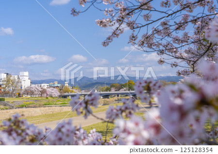 京都的春天：盛開的櫻花和大神橋附近的鴨川 125128354
