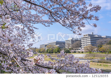 京都的春天:盛開的櫻花和鴨川、出町柳到神宮丸太町 京都的春天:盛開的櫻花和鴨川、出町柳到神宮丸太町 125128355