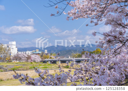 京都的春天：盛開的櫻花和大神橋附近的鴨川 125128358