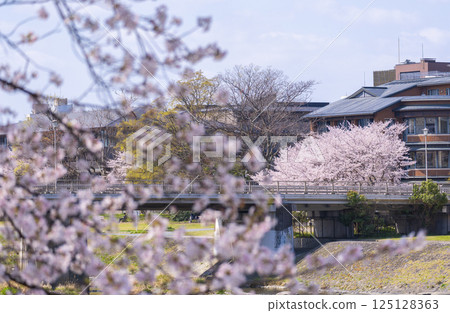 京都的春天:櫻花盛開、鴨川、光神橋 京都的春天:櫻花盛開、鴨川、光神橋 125128363