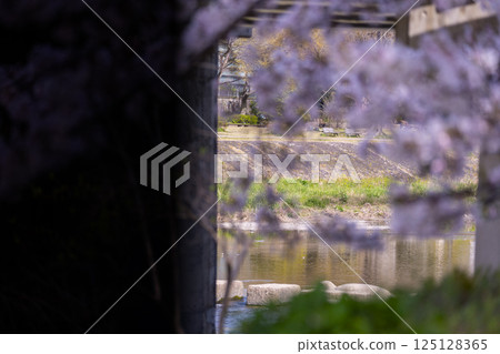 Spring in Kyoto: Cherry blossoms in full bloom, Kamo River, and Kojin Bridge 125128365