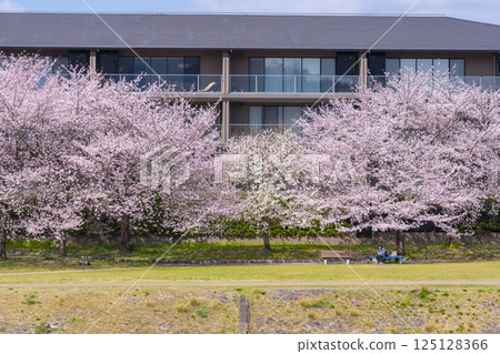 京都之春:櫻花盛開,鴨川 京都之春:櫻花盛開,鴨川 125128366