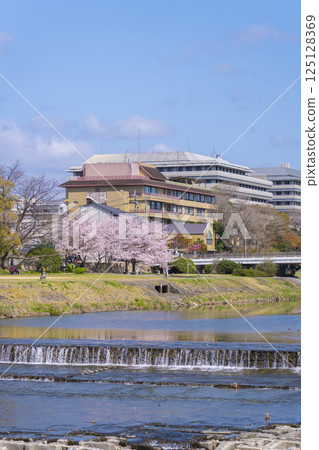 Spring in Kyoto: Cherry blossoms in full bloom and the Kamo River, Marutamachi Bridge Spring in Kyoto: Cherry blossoms in full bloom and the Kamo River, Marutamachi Bridge 125128369