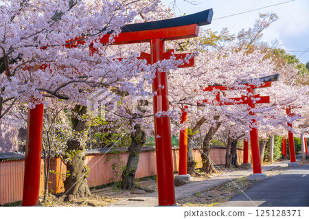 Kyoto, Takenaka Inari Shrine, cherry blossoms in full bloom enveloping the rows of torii gates Kyoto, Takenaka Inari Shrine, cherry blossoms in full bloom enveloping the rows of torii gates 125128371