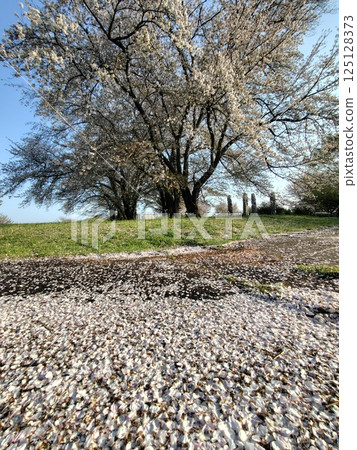 Cherry blossoms at Nakagawa Hachimanyama Park in Kohoku New Town 125128373