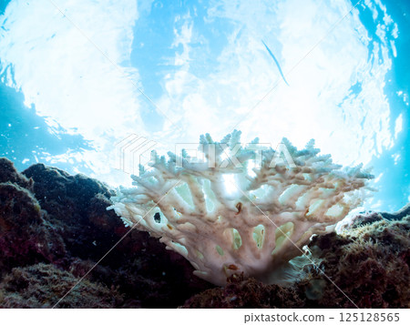 Bleached corals (Acropora and others). Hirizohama, Nakagi, Minamiizu Town, Izu Peninsula, Shizuoka Prefecture, 2024 Bleached corals (Acropora and others). Hirizohama, Nakagi, Minamiizu Town, Izu Peninsula, Shizuoka Prefecture, 2024 125128565