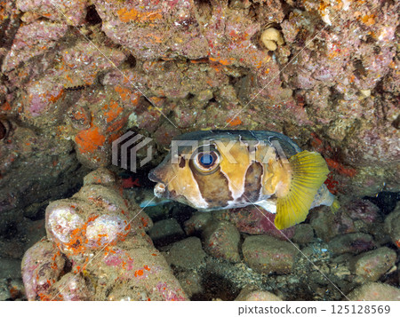 Giant porcupinefish in an underwater cave. Hirizohama Nakagi Minamiizu Town Izu Peninsula Shizuoka Prefecture 2024 125128569