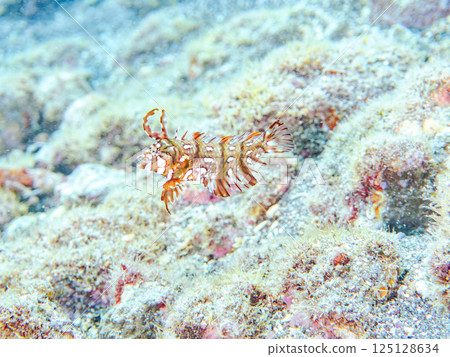 可愛的幼年 Obitense 魚(唇魚科)等等。 Hirizohama Nakagi 南伊豆鎮 伊豆半島 靜岡縣 2024 可愛的幼年 Obitense 魚(唇魚科)等等。 Hirizohama Nakagi 南伊豆鎮 伊豆半島 靜岡縣 2024 125128634