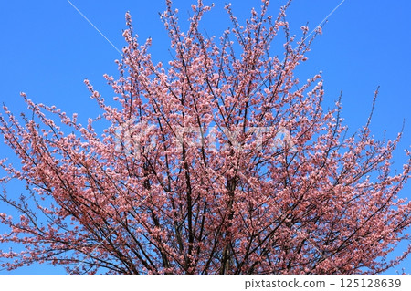 Blue sky and cherry blossoms in full bloom Blue sky and cherry blossoms in full bloom 125128639