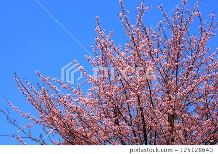 藍天和盛開的櫻花 125128640