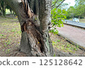 Termite-damaged cherry tree in the park 125128642