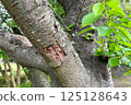 Termite-damaged cherry tree in the park 125128643