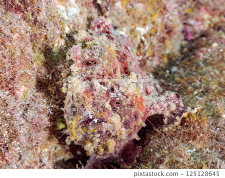 A giant frogfish hunts by waving its esca to attract fish. Nakagi Hirizo Beach, Minamiizu Town, Kamo District, Izu Peninsula 125128645