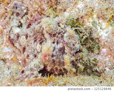 A giant frogfish hunts by waving its esca to attract fish. Nakagi Hirizo Beach, Minamiizu Town, Kamo District, Izu Peninsula 125128646